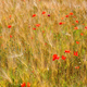 Corn field background with red poppies - PhotoDune Item for Sale