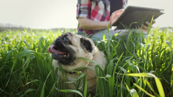 Overweight Pug Lies in the Grass and Breathes Heavily on Background Farmer Using Digital Tablet on alt
