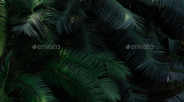 Fern leaves in forest texture background. Dense dark green fern leaves in garden. Nature abstract