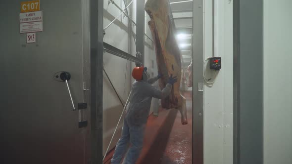 Meat Processing Plant Workers Moves a Suspended Beefs Carcass to a Warehouse Back View Work in the alt