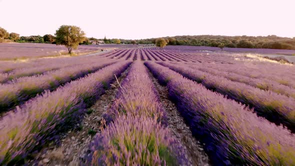 Blooming Heather Field in the Netherlands Near Hilversum Veluwe Zuiderheide Blooming Pink Purple alt
