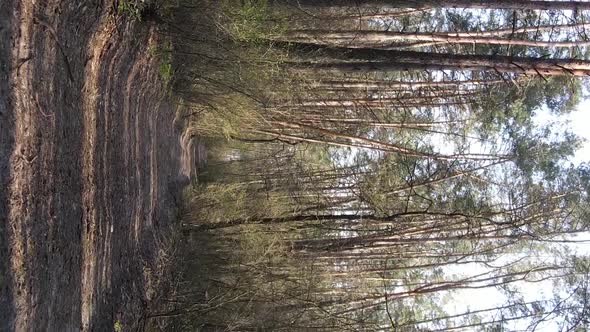Vertical Video of a Road in the Forest Slow Motion alt