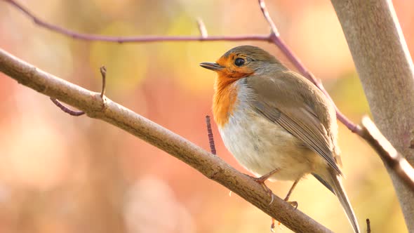European Robin bird singing alt
