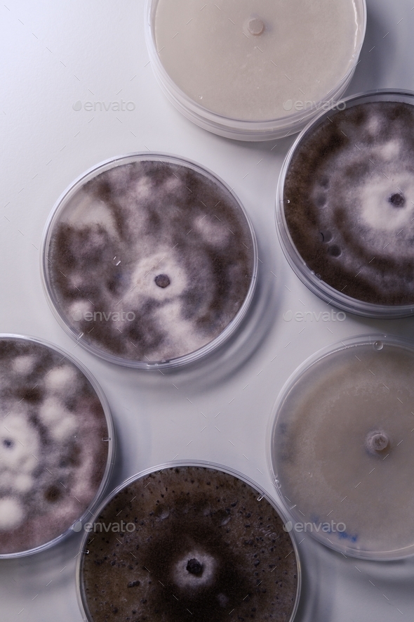 High angle closeup shot of Petri dishes with different substances for coronavirus testing