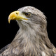 White-tailed Eagle on Black Background. - PhotoDune Item for Sale