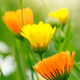 Yellow calendula flower close up. - PhotoDune Item for Sale