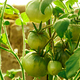 Unripe green tomatoes on branch. - PhotoDune Item for Sale