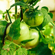 Unripe green tomatoes on branch. - PhotoDune Item for Sale