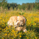 Labrador carries a stick to the owner through a field of flowers - PhotoDune Item for Sale