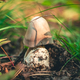 fungus Amanita crocea in the forest - PhotoDune Item for Sale