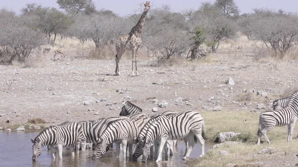 Zebra Herd in a Waterhole Drinking