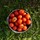 Top view of Freshly harvested cherry tomatoes in a bucket - PhotoDune Item for Sale