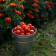 Freshly harvested cherry tomatoes in a bucket in the garden - PhotoDune Item for Sale