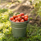 Freshly harvested cherry tomatoes in a bucket. Harvesting tomatoes. - PhotoDune Item for Sale