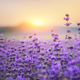 Bush of lavender frower at sunset. - PhotoDune Item for Sale