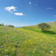 Tree and yellow flowers in mountain meadow - PhotoDune Item for Sale