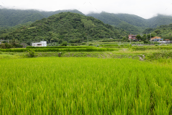 Rice field with the sea view in hualien at Taiwan