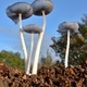 Wild mushrooms in a field - PhotoDune Item for Sale
