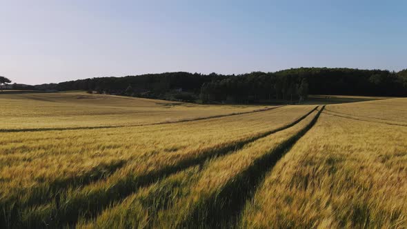 Drone Flying Over a Bright Yellow Wheat Field Towards the Forest alt