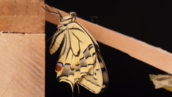 Papilio machaon, the Old World swallowtail butterfly just came out of the cocoon alt