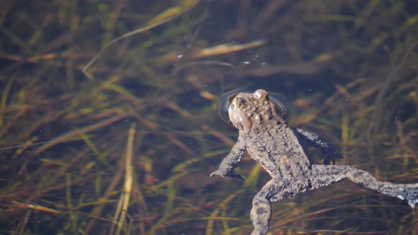 European Toad Floating in Shallow Water Swims Away Sunny Spring Day