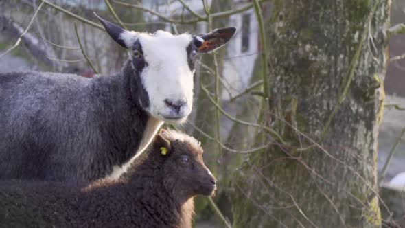 Norwegian breed sheep and lamb standing_slomo alt
