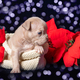 American Bully puppy sitting in a box next to artificial Christmas red poinsettia flowers with bokeh - PhotoDune Item for Sale
