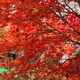 Bright red branches of Japanese maple or Acer palmatum on the autumn garden - PhotoDune Item for Sale
