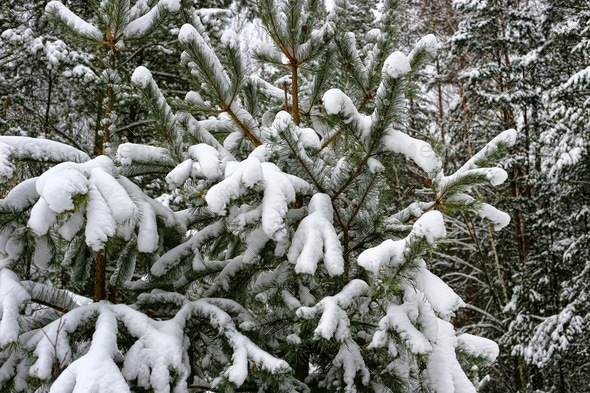Branches of winter pine tree covered with snow Stock Photo by didesign