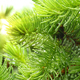 Pine branch with raindrops and sun - PhotoDune Item for Sale