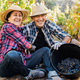 Latin senior farmer couple collect grapes for red wine production in vineyard in harvest time - Orga - PhotoDune Item for Sale