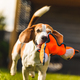 Funny Beagle dog playing with toy on sunny sunny day - PhotoDune Item for Sale