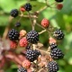 Blackberries growing on bush - PhotoDune Item for Sale