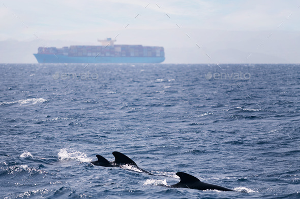 family of dolphins swimming in front of cargo ship