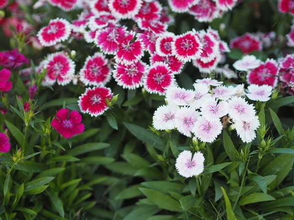 Dianthus chinensis Chinese Pink China pinks are biennials or short lived  perennials which are primar Stock Photo by pakn