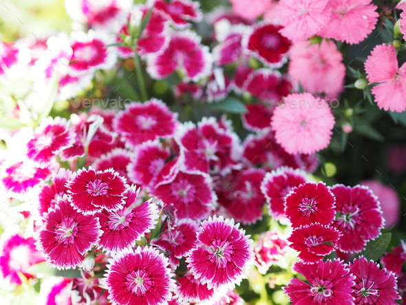 How to Grow China Pinks (Dianthus Chinensis)