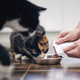 Man while feeding two hungry cats at home - PhotoDune Item for Sale