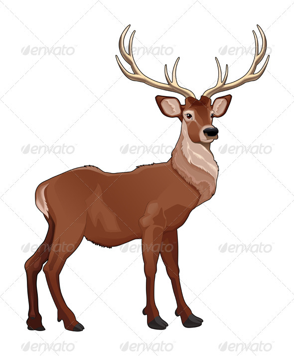 Elegant deer - Animals Characters