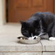 Cute hungry cat eat from metal bowl - PhotoDune Item for Sale