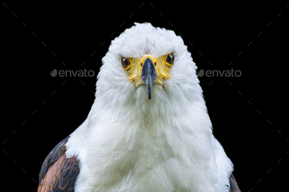 African Fish Eagle on Black Background - Stock Photo - Images