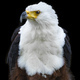 African Fish Eagle on Black Background - PhotoDune Item for Sale
