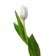 White tulip flower. A single flower on a white background. - PhotoDune Item for Sale