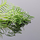 Closeup green plant with reflection on black acrylic board - PhotoDune Item for Sale