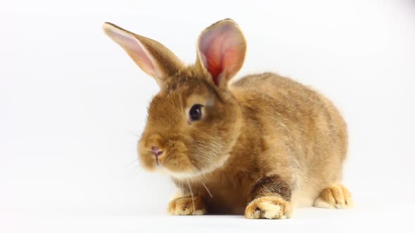 Brown Little Fluffy Bunny Sits and Wiggles Ears and Nose on a Solid Gray Background alt