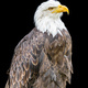 Bald Eagle on a Black Background - PhotoDune Item for Sale