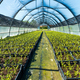 Green plants vegetating in greenhouse in sunshine - PhotoDune Item for Sale