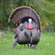 A large Wild North American colorful turkey fanning his feathers - PhotoDune Item for Sale