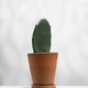 Erect prickly pear. - PhotoDune Item for Sale