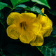 Yellow flowers of the trumpet vine - PhotoDune Item for Sale