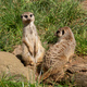 Two Cute Meerkats  - PhotoDune Item for Sale